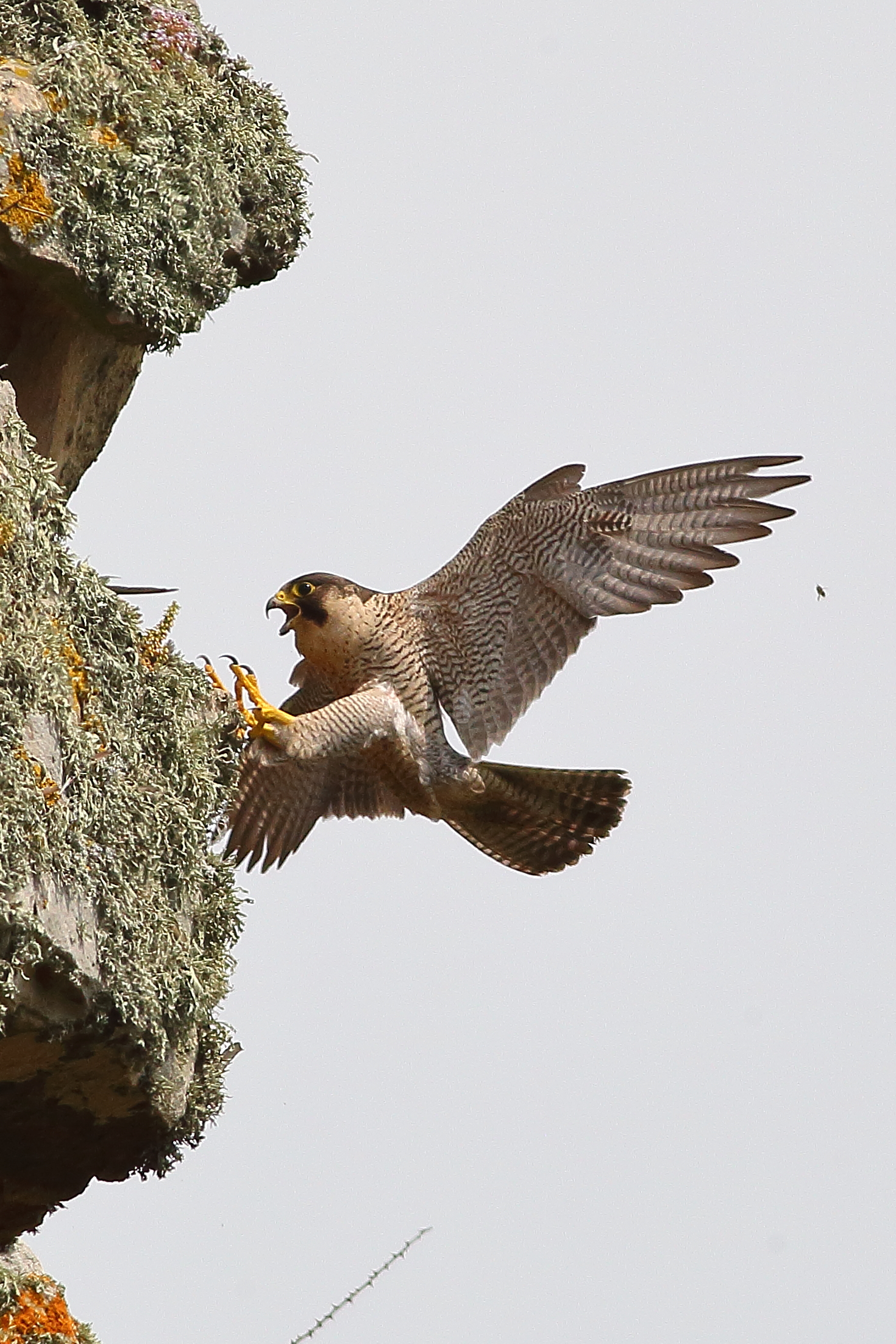 Peregrine falcon