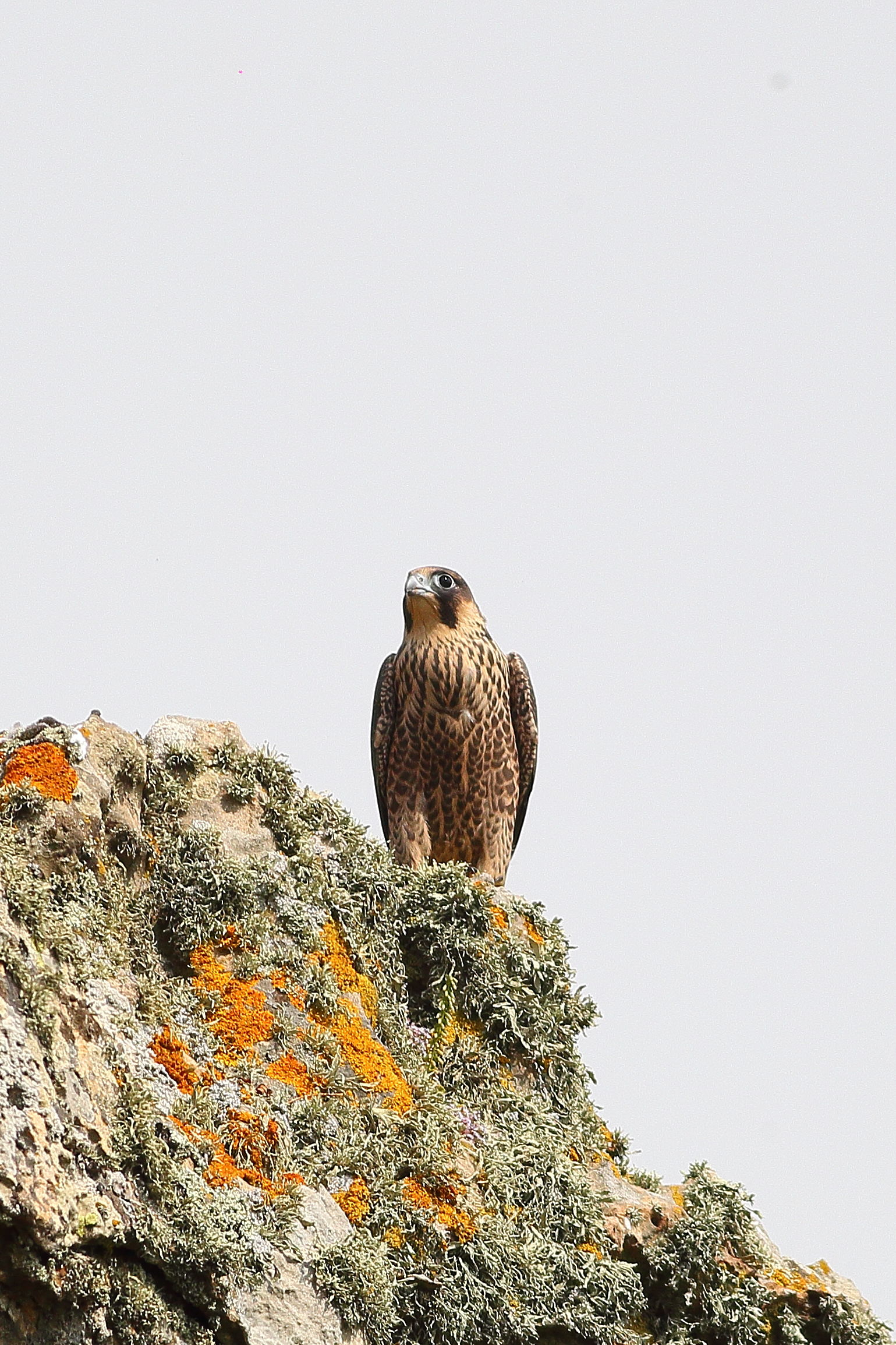 Peregrine falcon