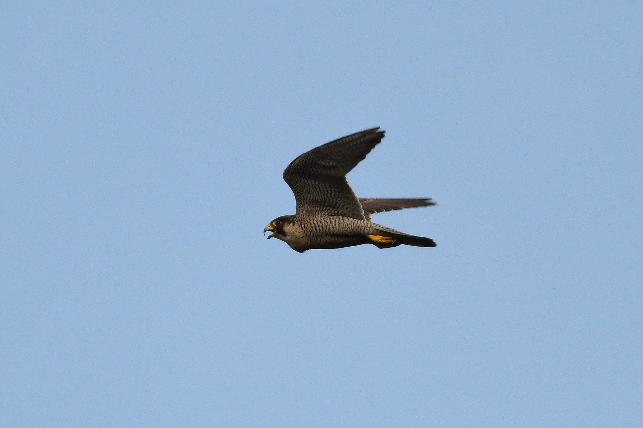 Peregrine falcon