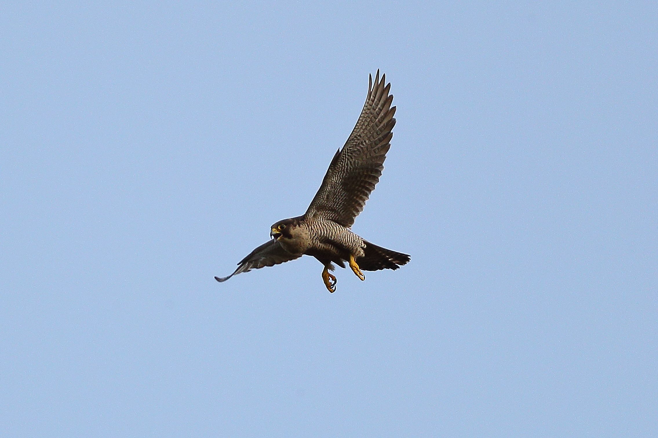 Peregrine falcon