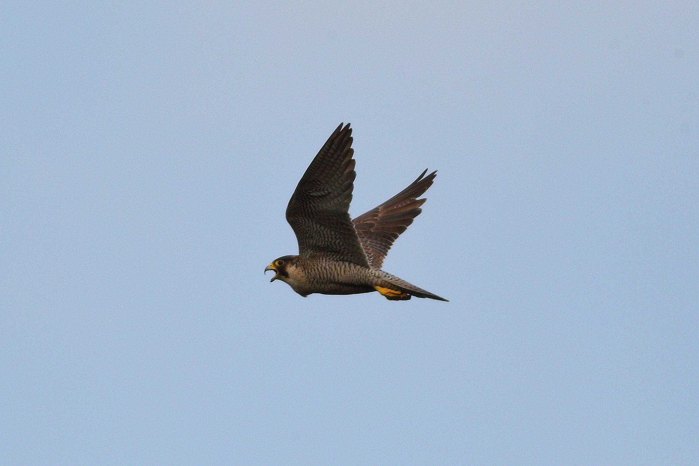 Peregrine falcon