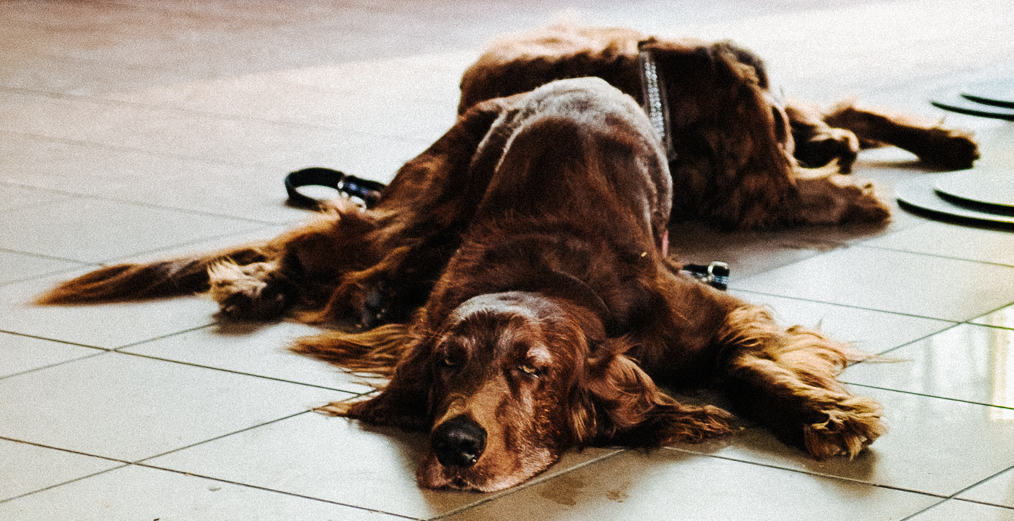 A tired dog. Somewhere around Lake Como, one year ago.