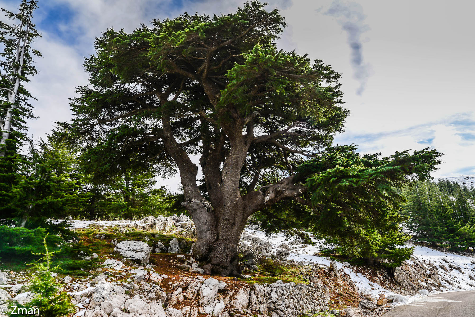 I cedri di al Barouk