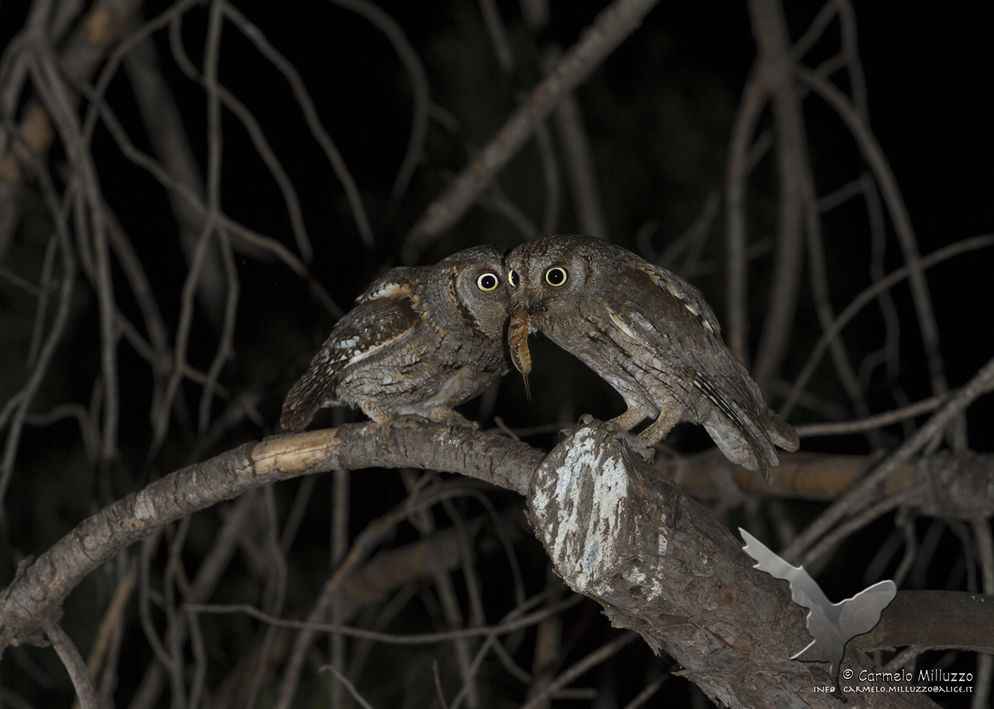 Mamma e papà assiolo