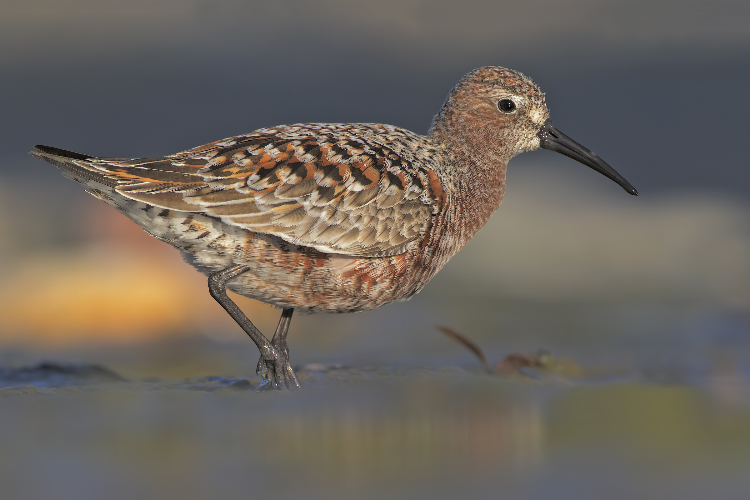 Common Sanderling