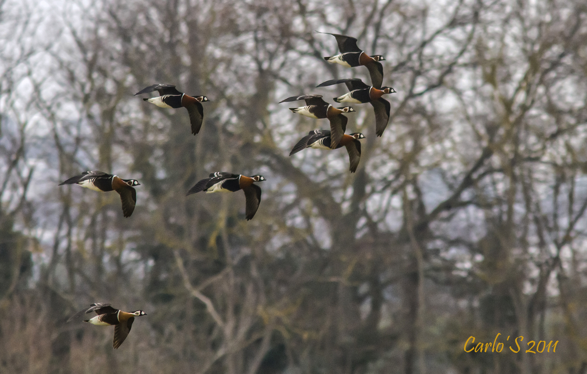 Breasted Geese in flight