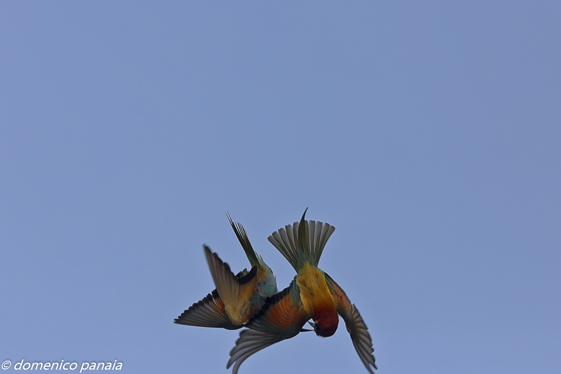 battibecchi a testa in giu