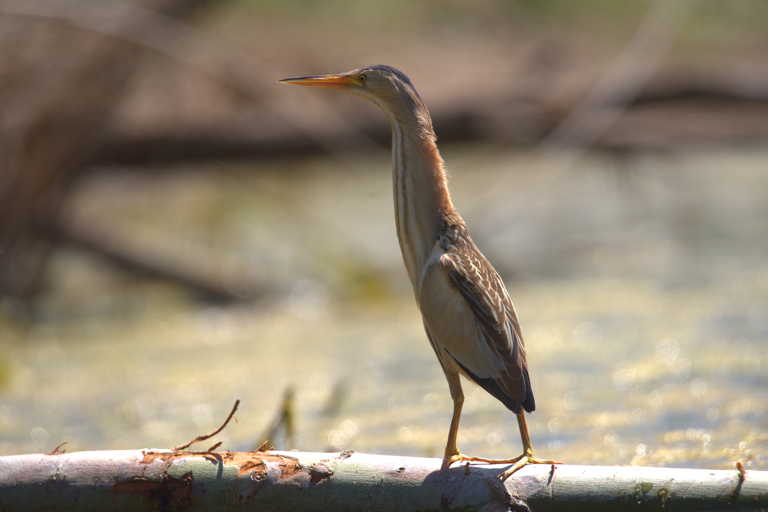 Bittern Female