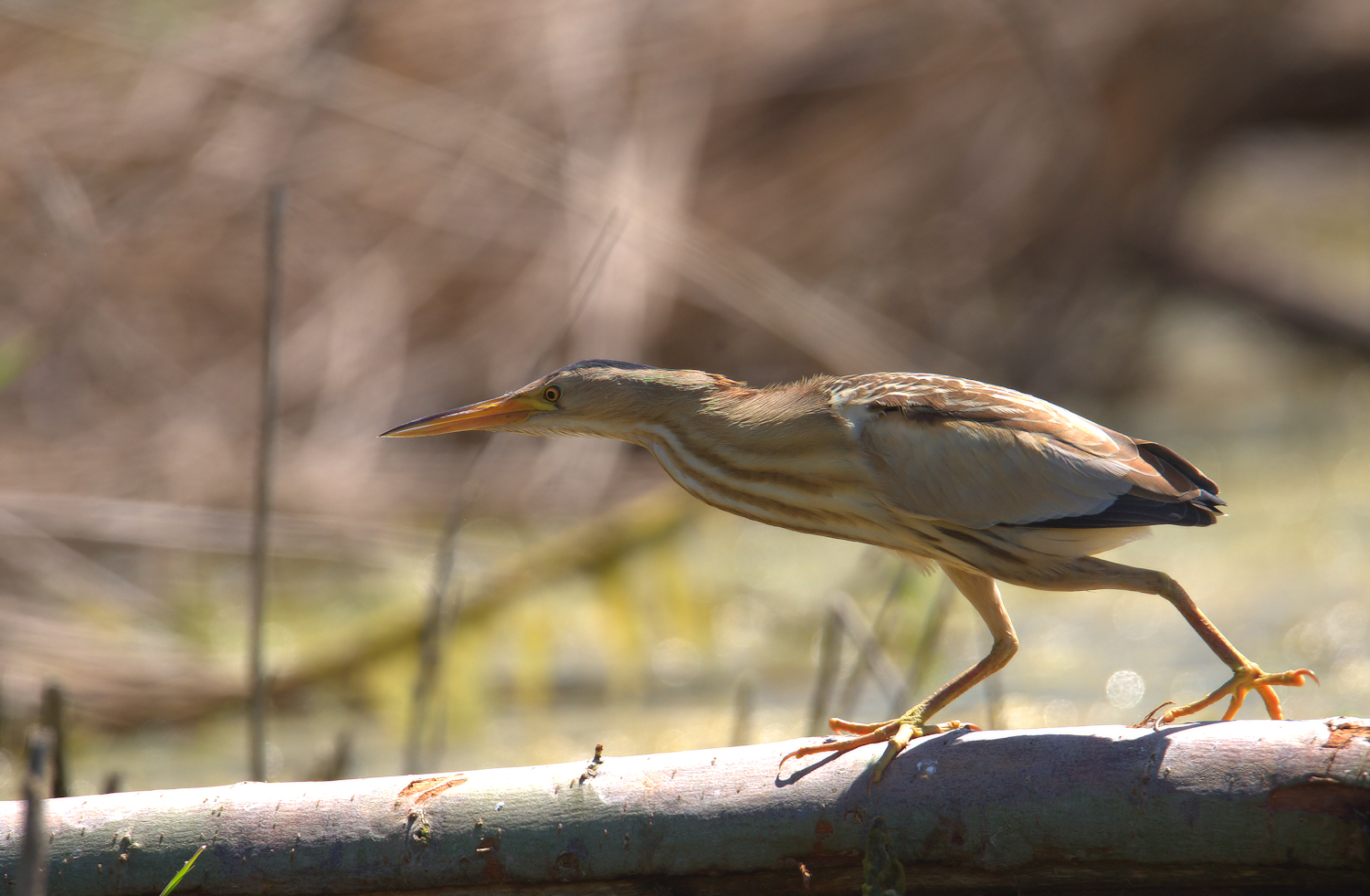 Bittern Female