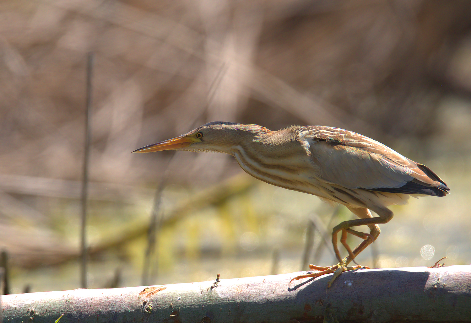 Bittern Female
