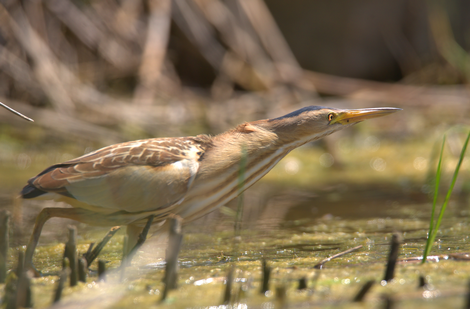 Bittern Female