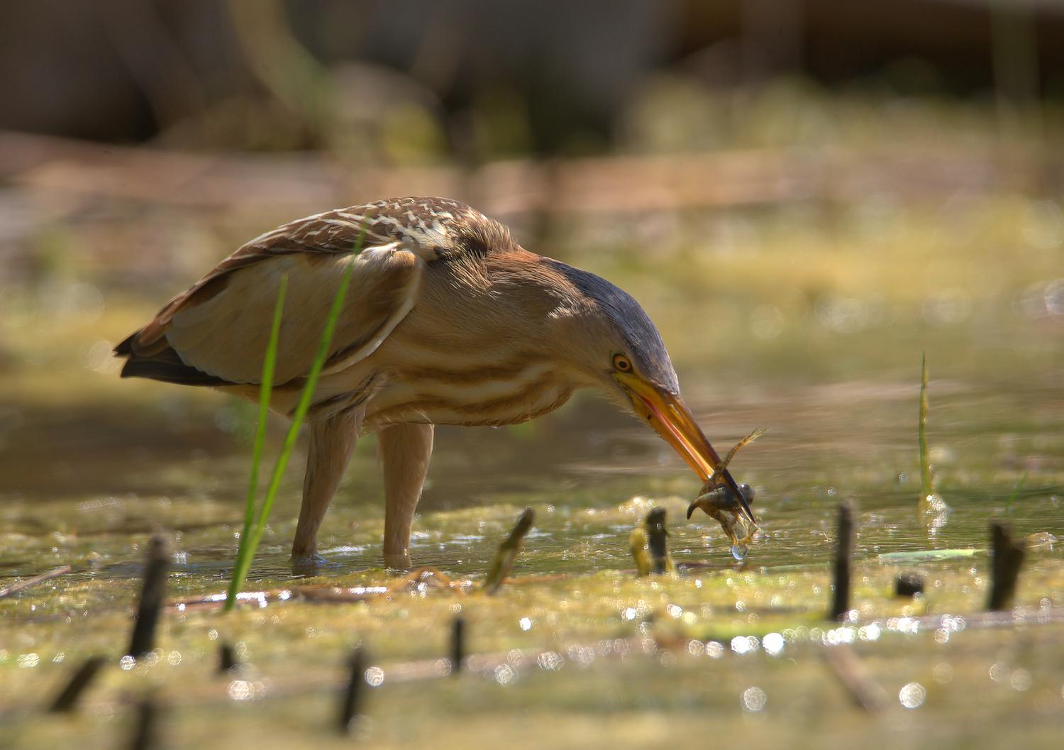 Bittern Female