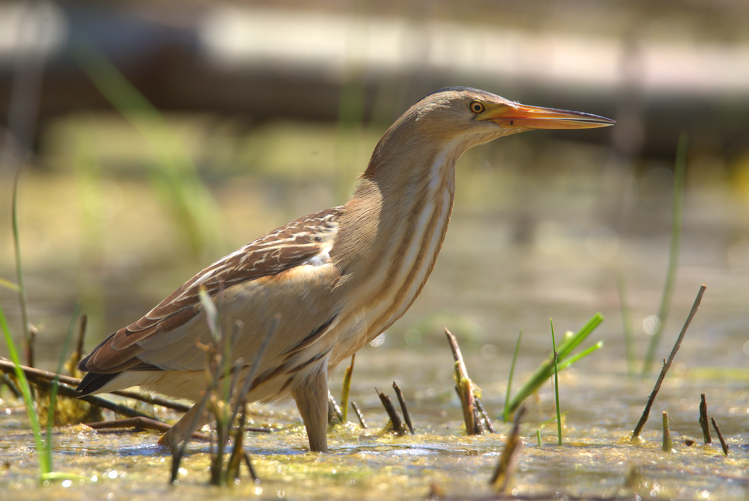 Bittern Female