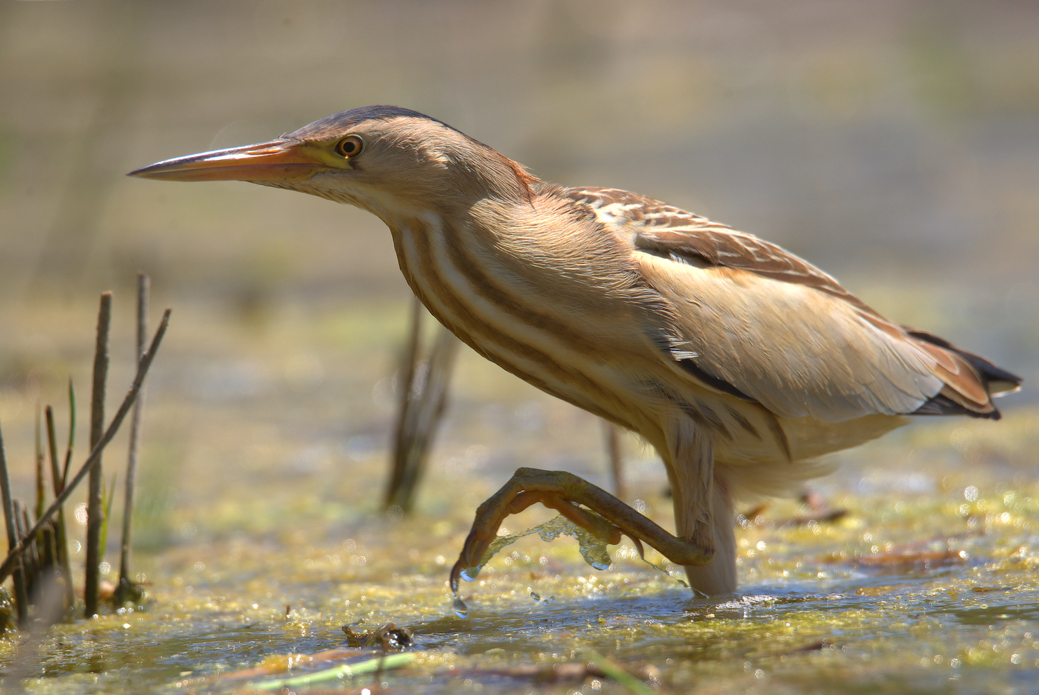 Bittern Female