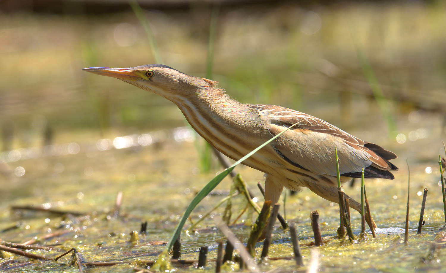 Bittern Female