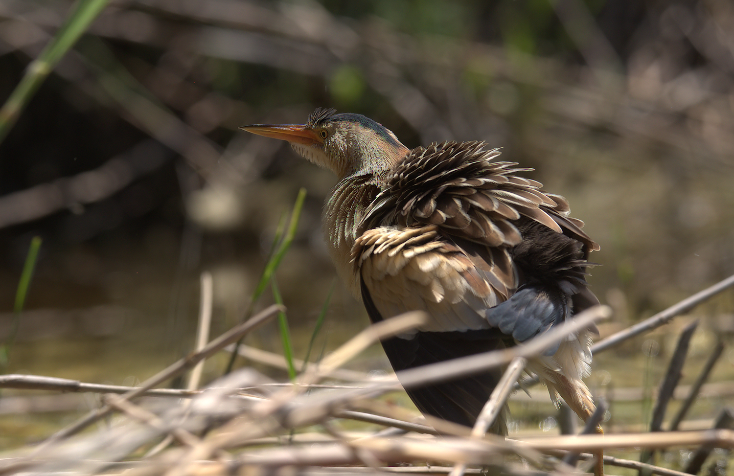 Bittern Female