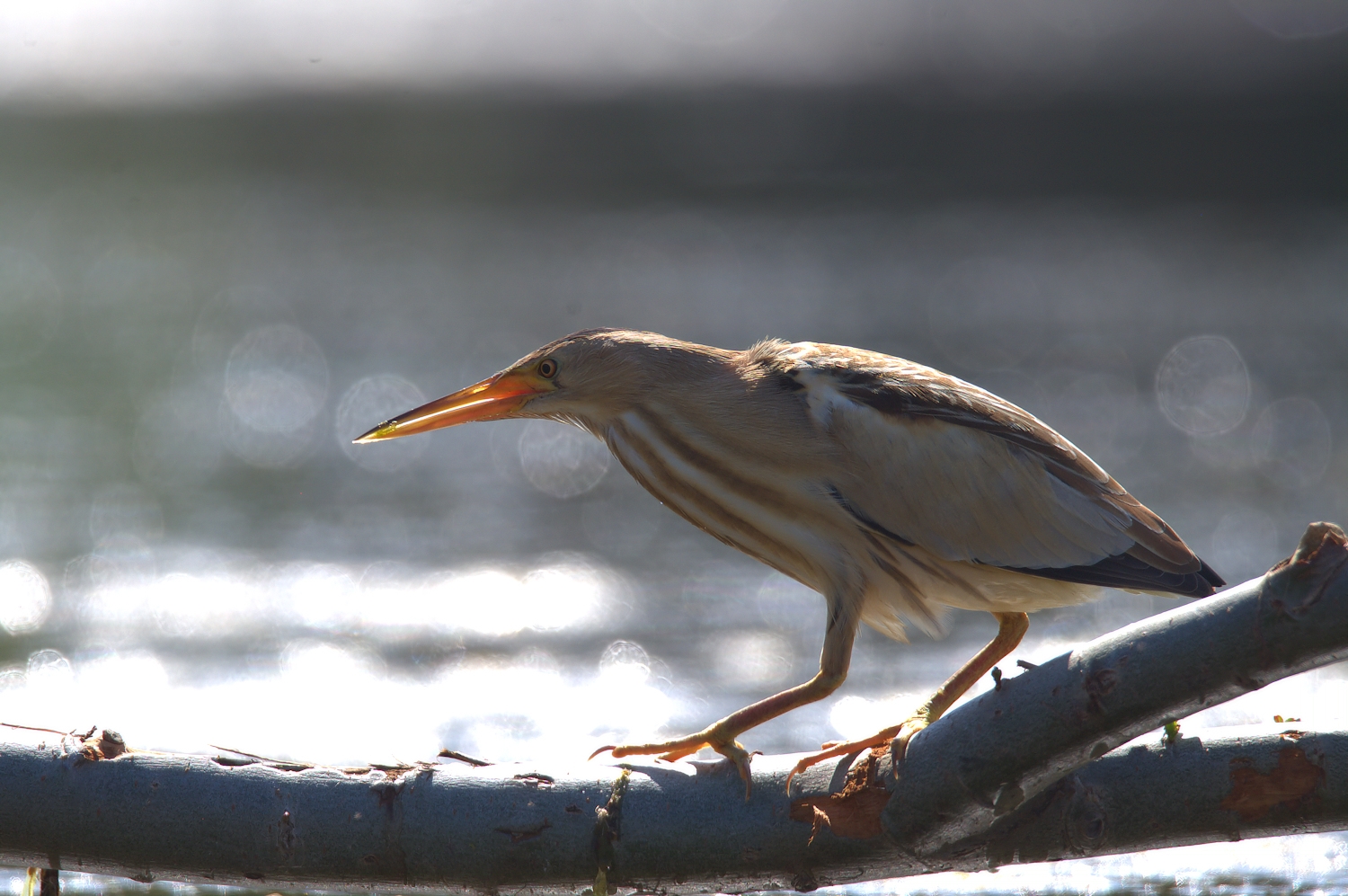 Bittern Female