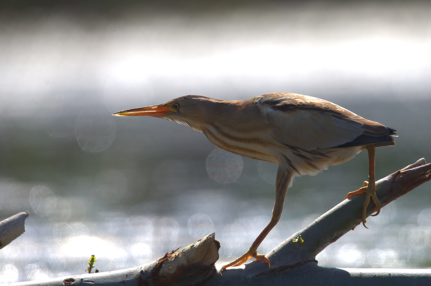 Bittern Female
