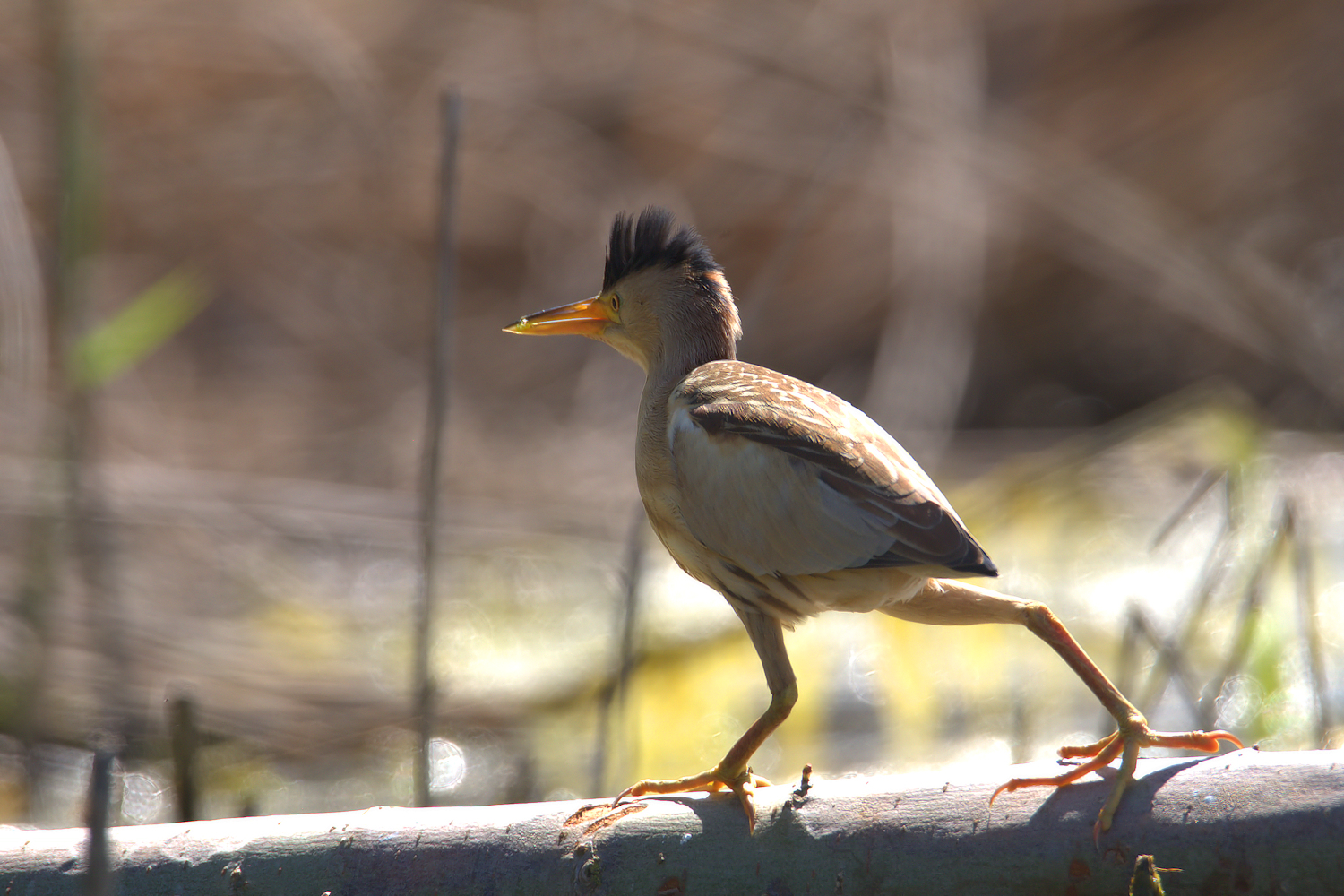 Bittern Female
