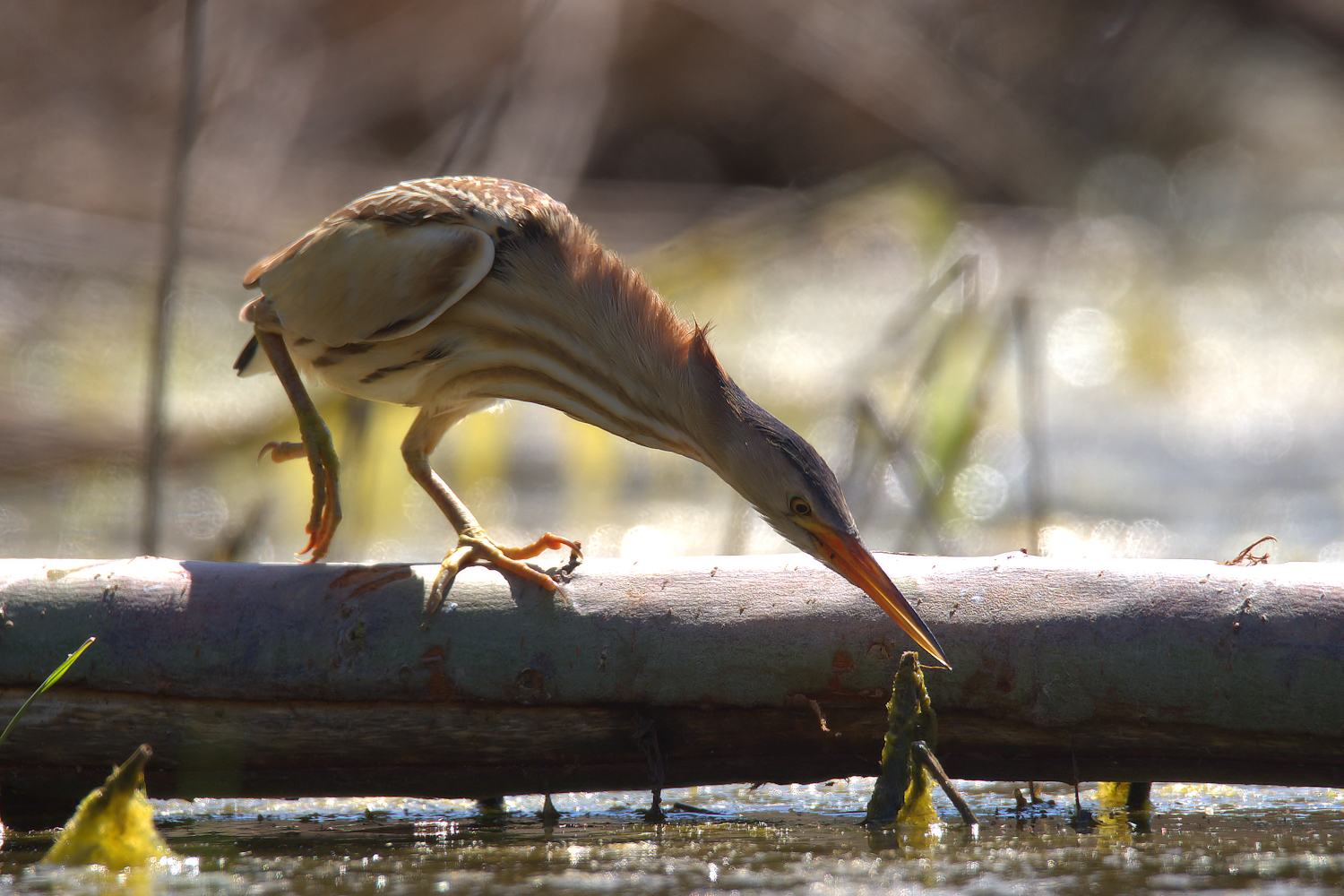 Bittern Female