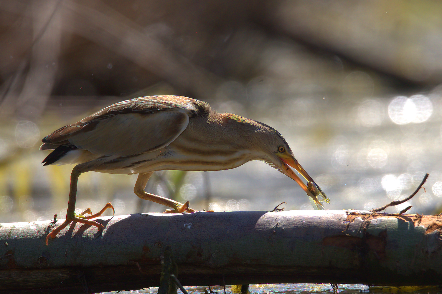 Bittern Female