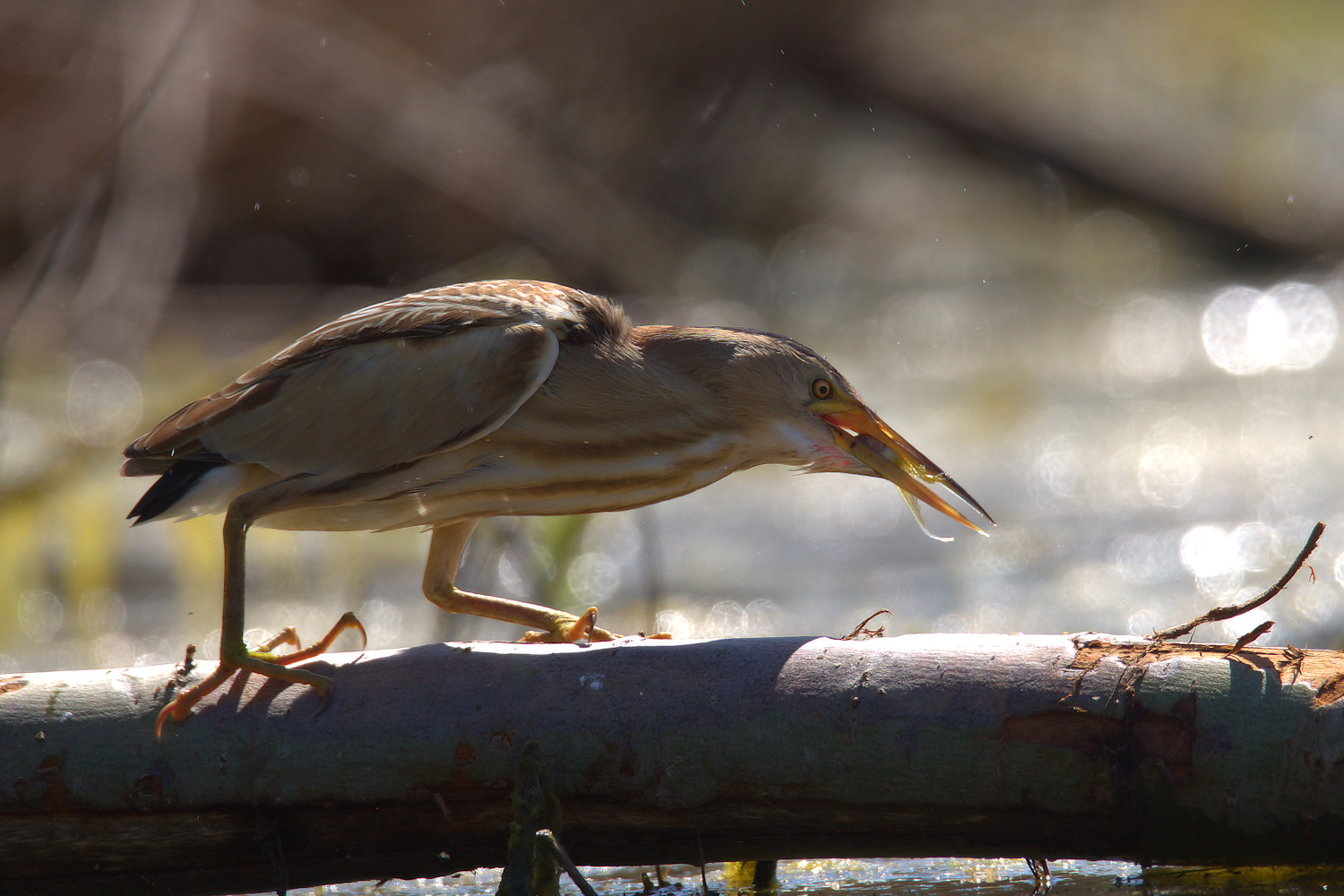 Bittern Female