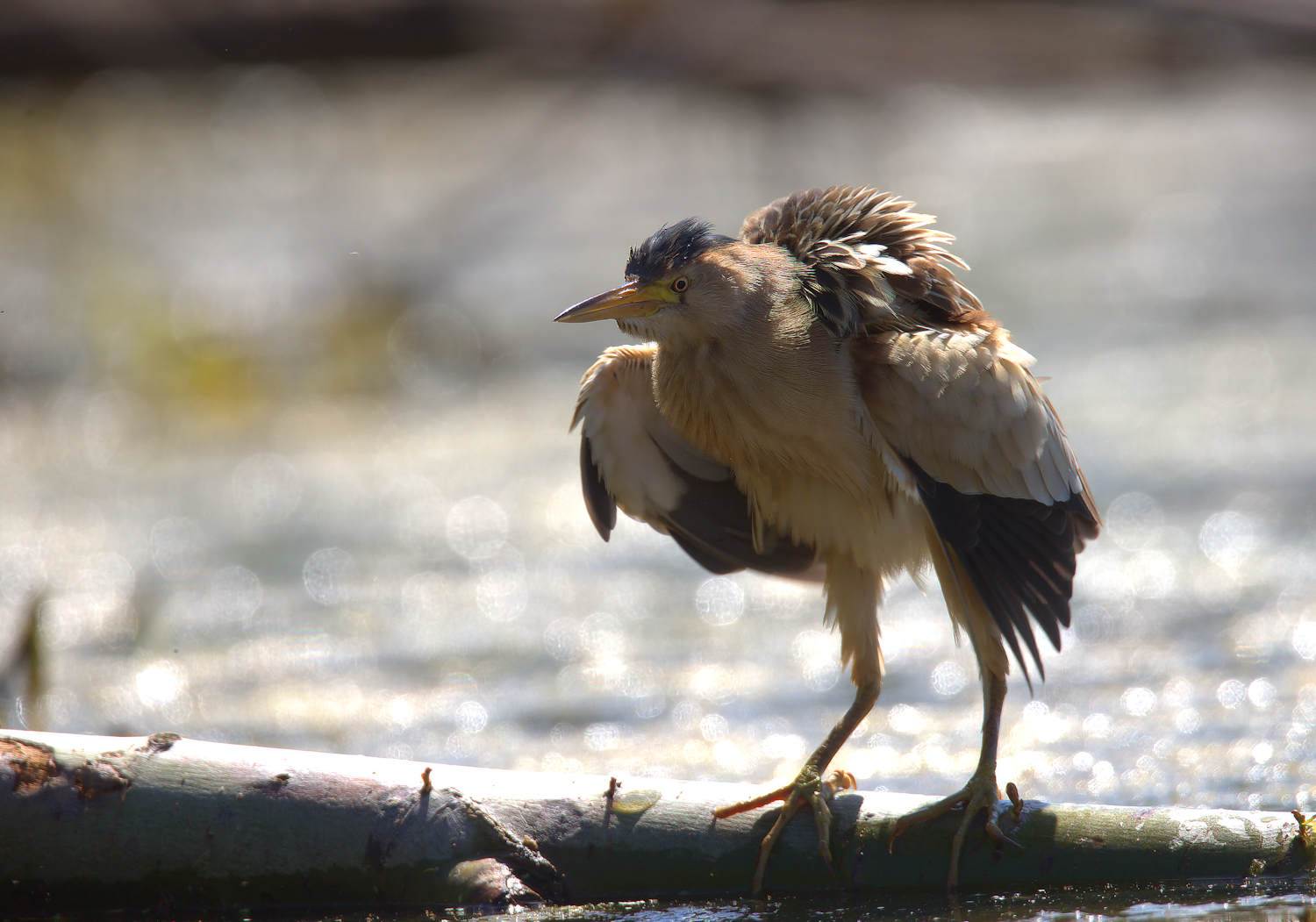 Bittern Female