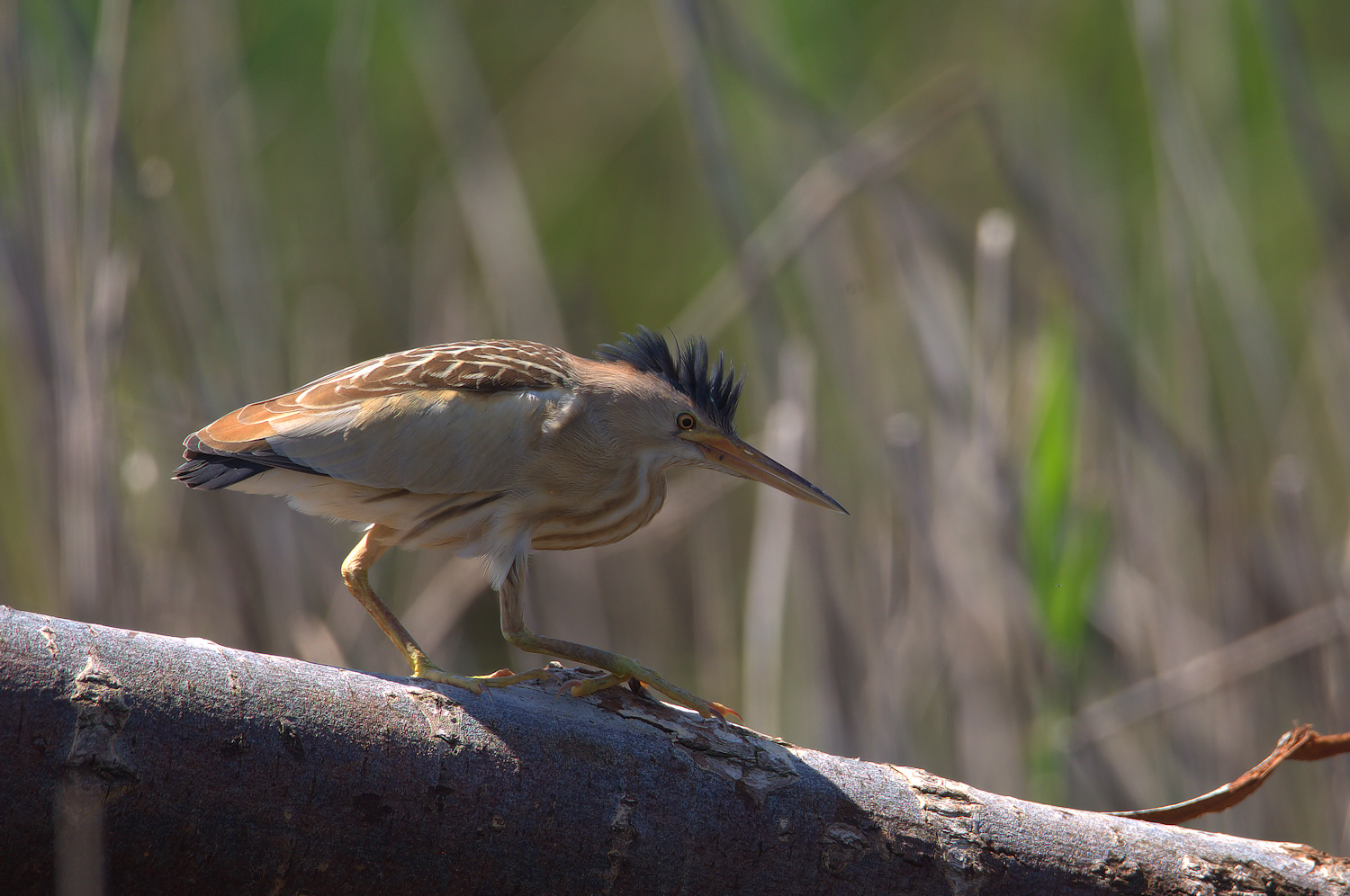 Bittern Female