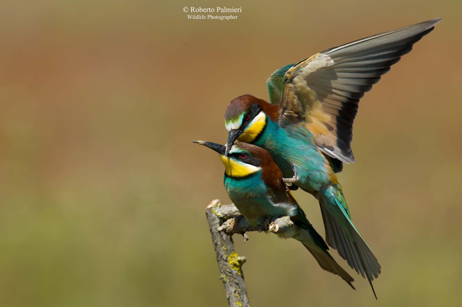 Attempt to mate between eater