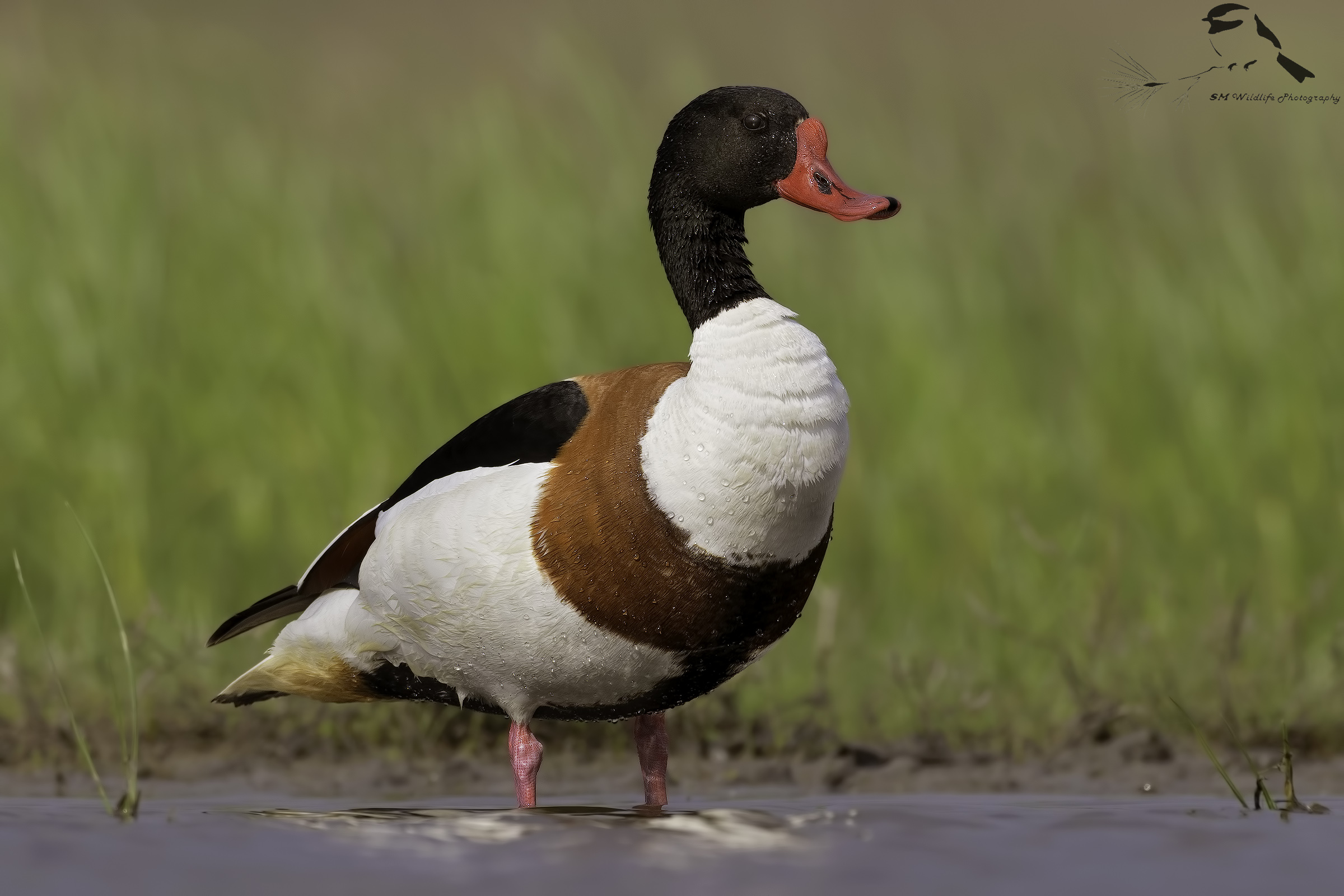 Waiting for the female