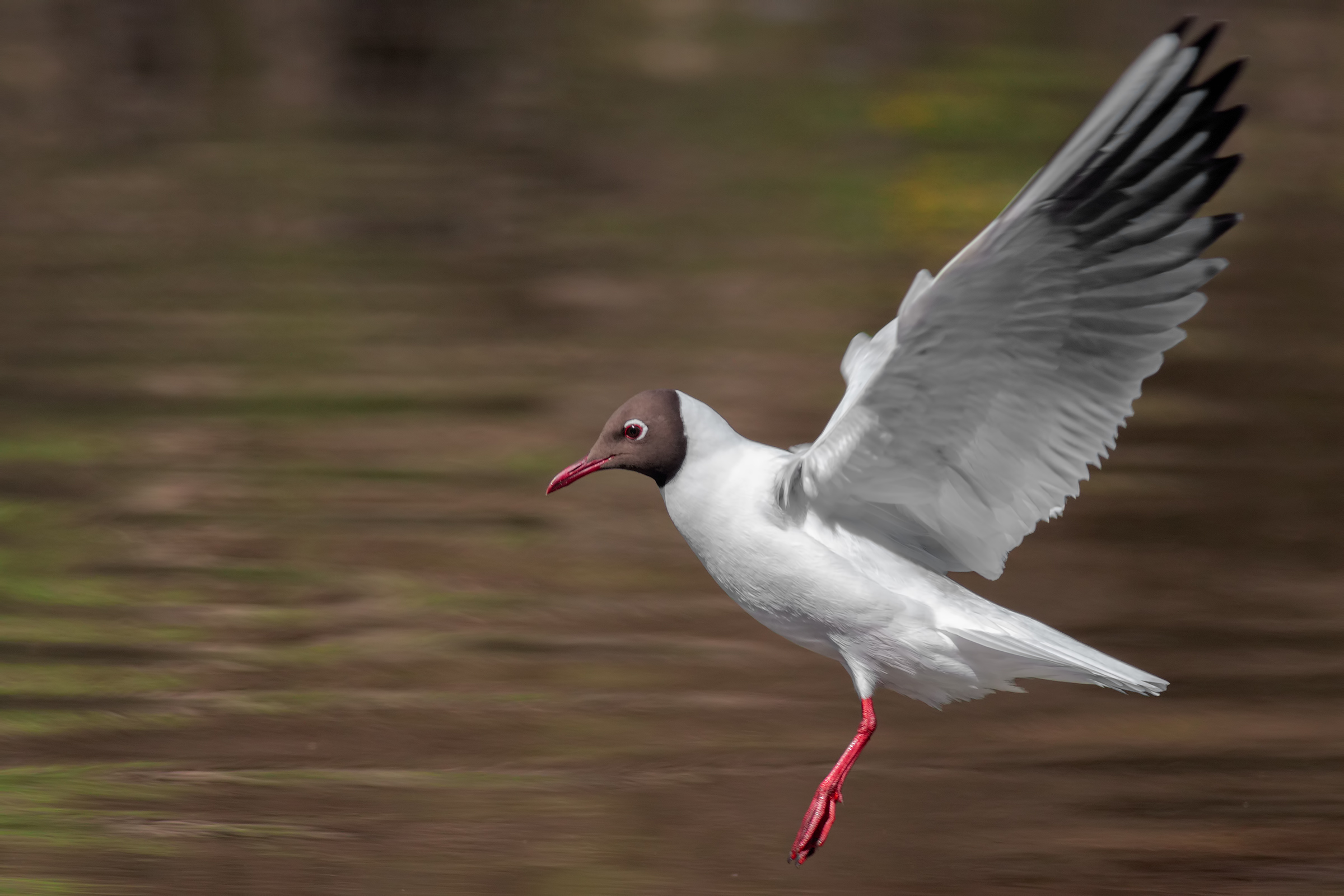 Gabbiano comune - atterraggio