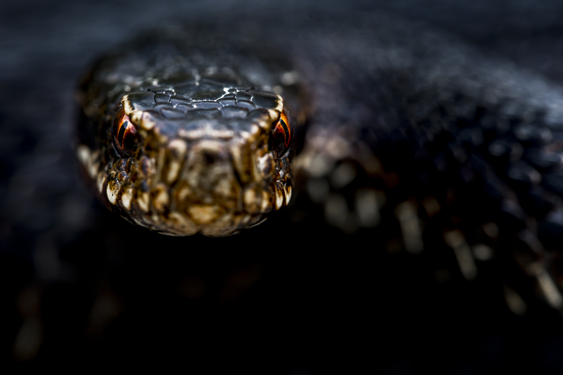 Viper Berus Melanotica