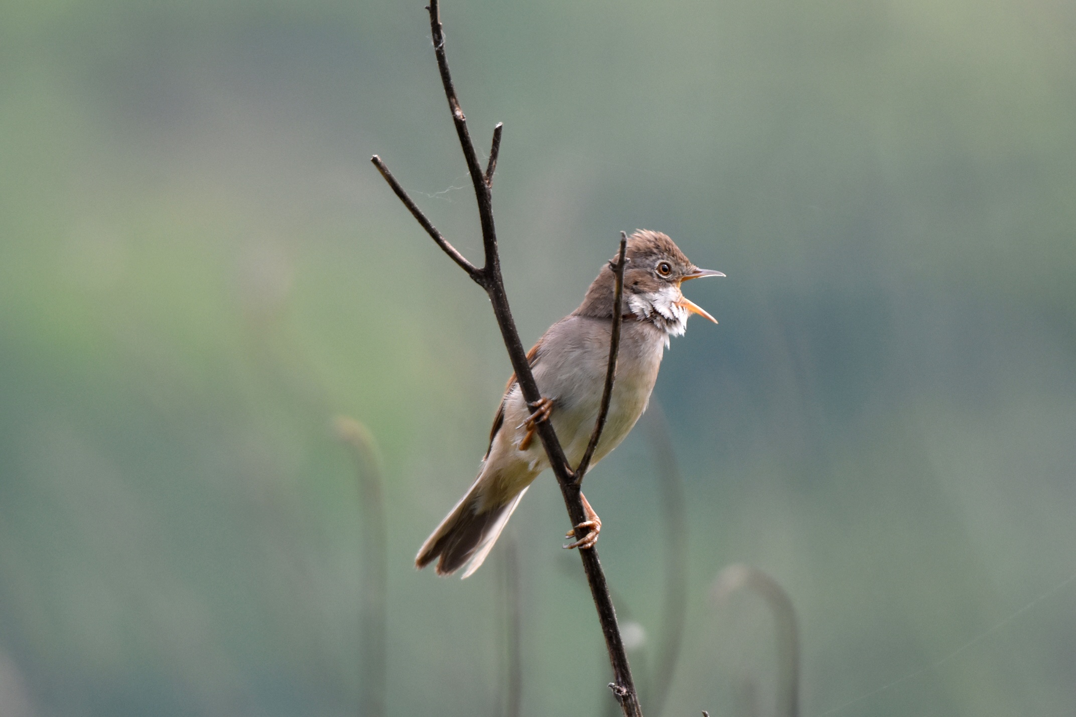 Whitethroat