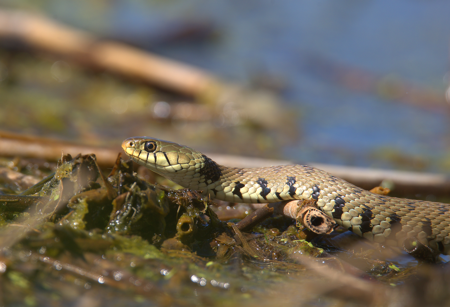 Natrice from the collar