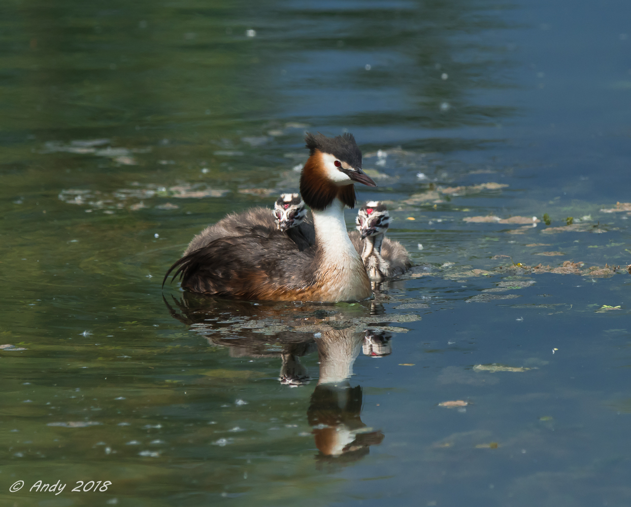 Famiglia di svassi quasi al completo