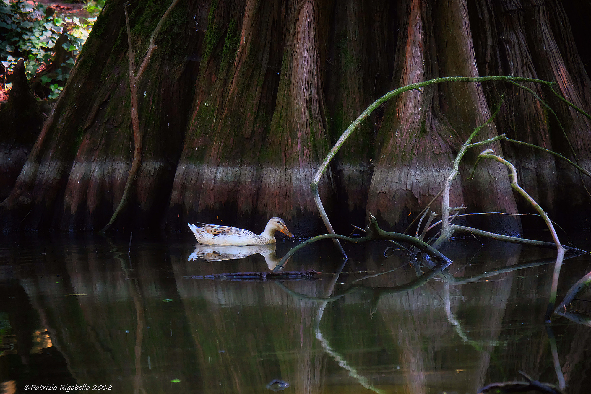 La forza di un albero secolare