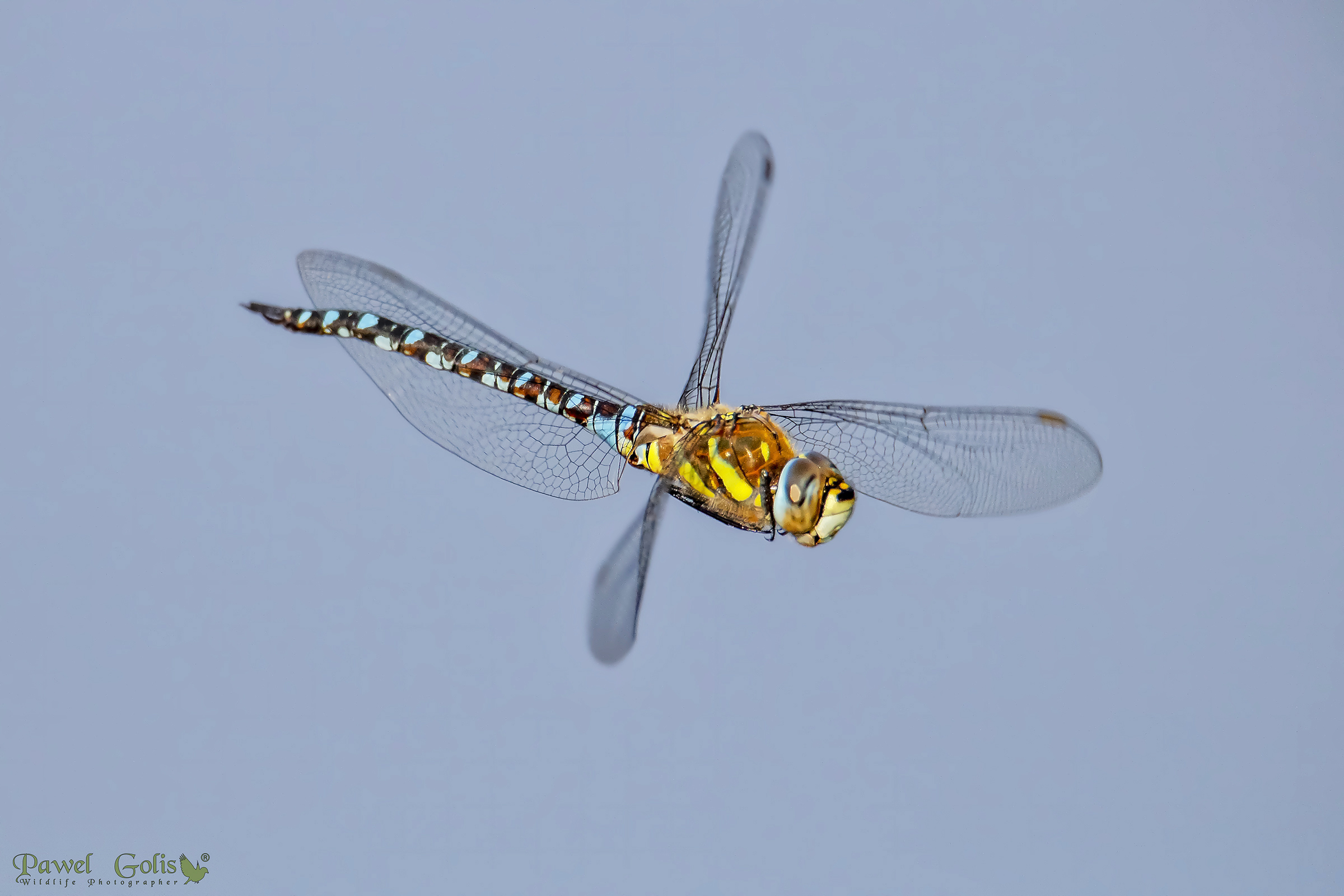 Migrant hawker (Aeshna mixta)