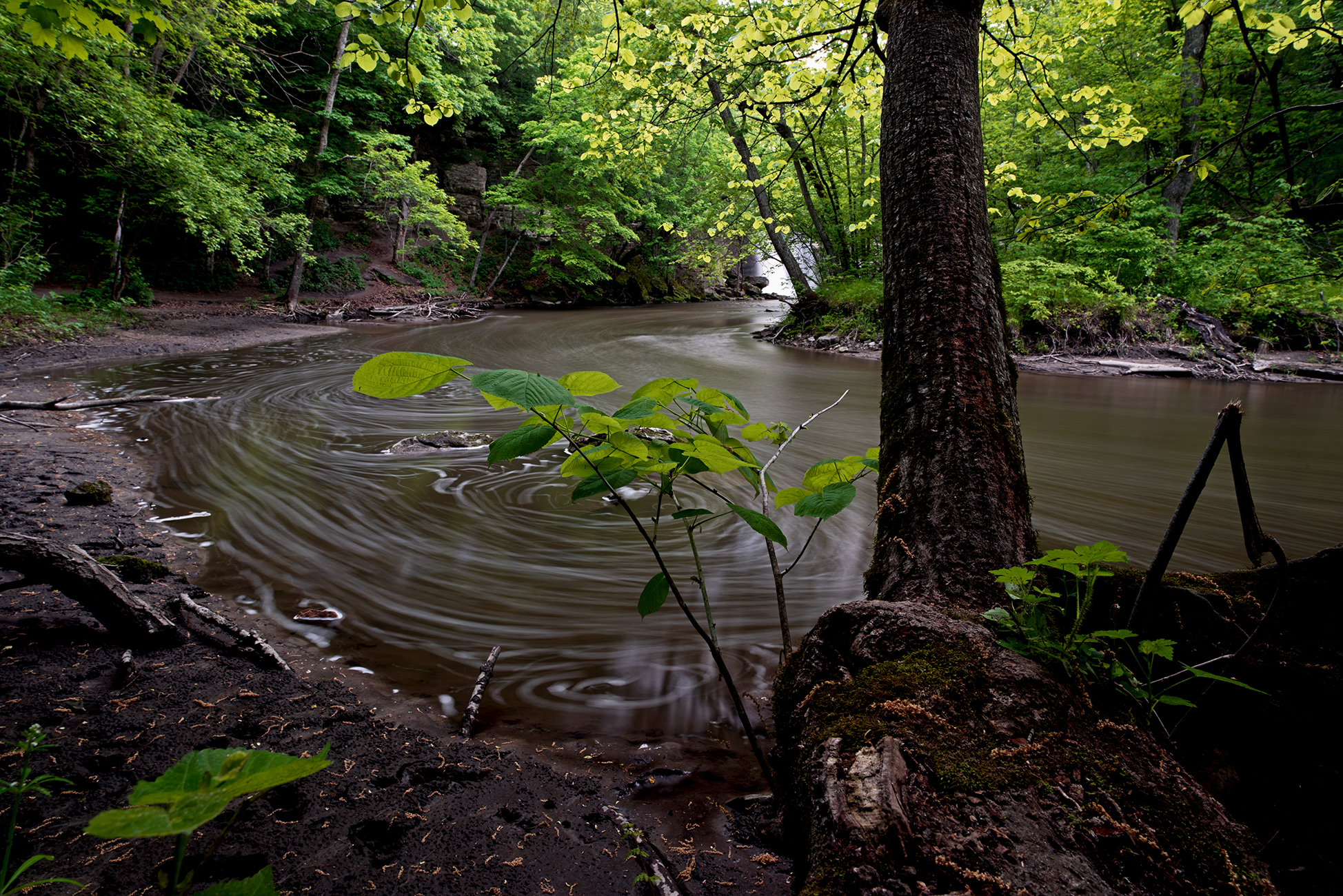 The Greens of Spring