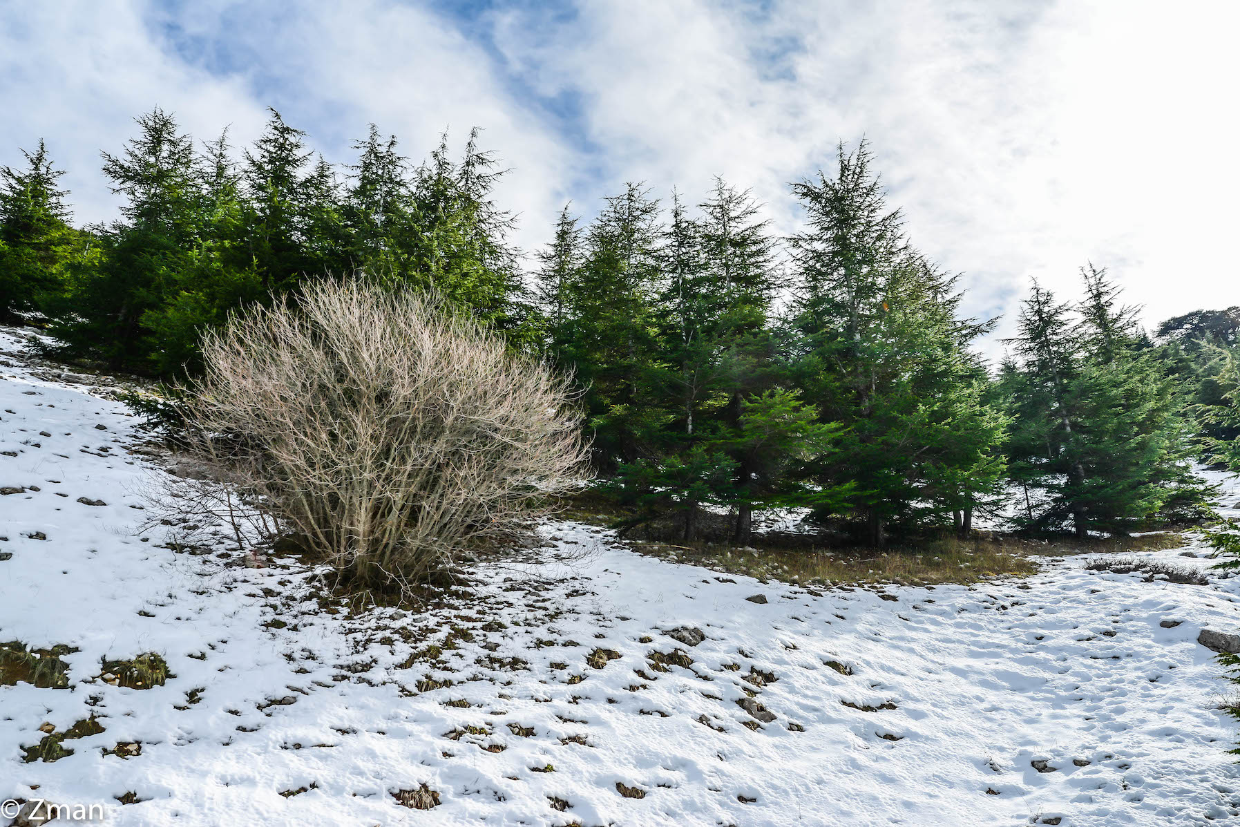 I cedri di al Barouk