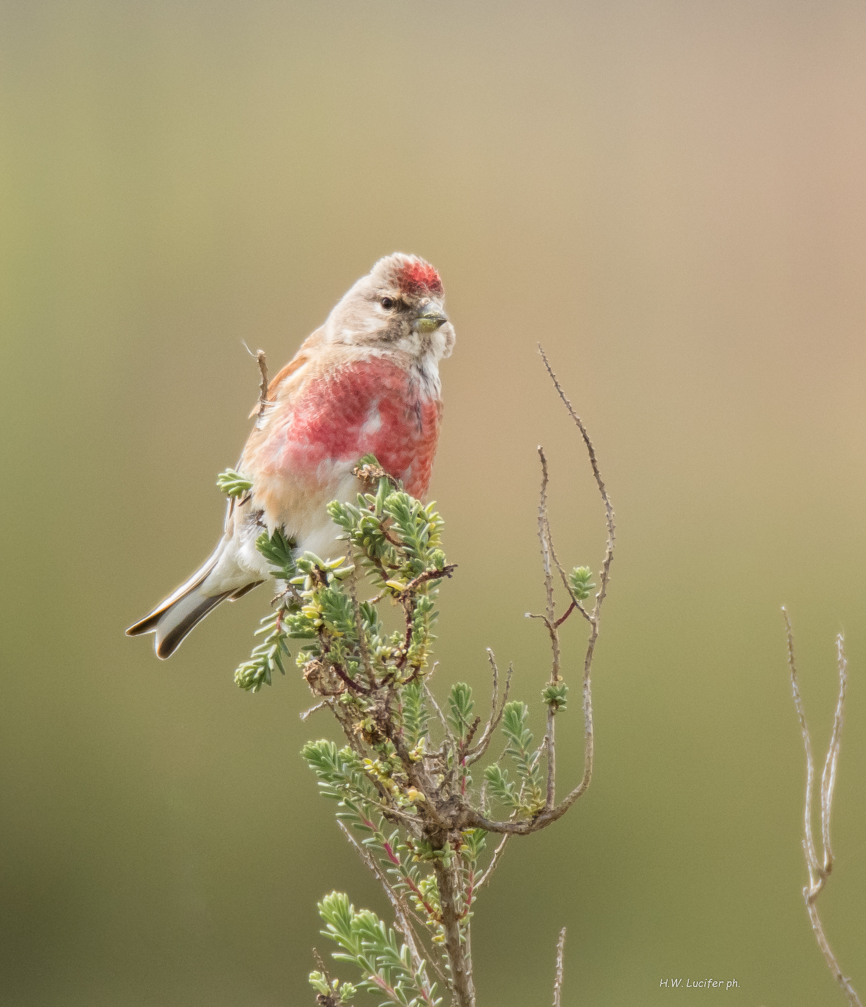 Linnet posing