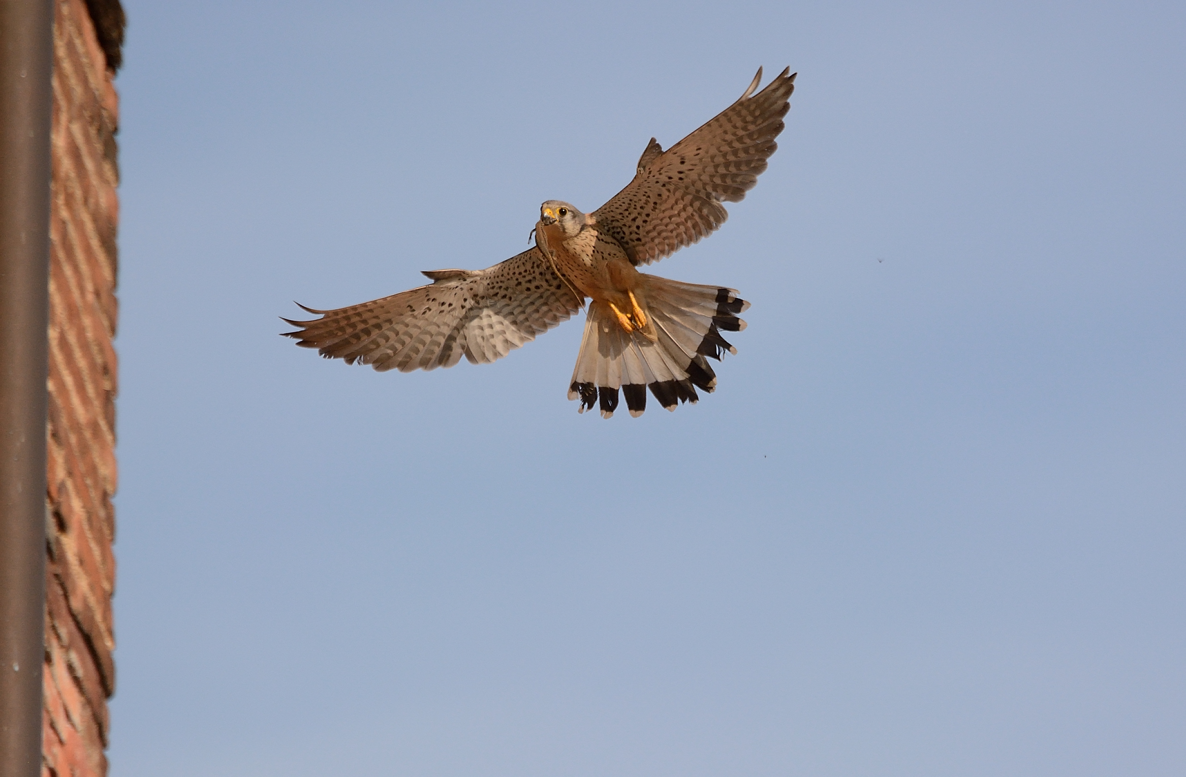 Male Kestrel..