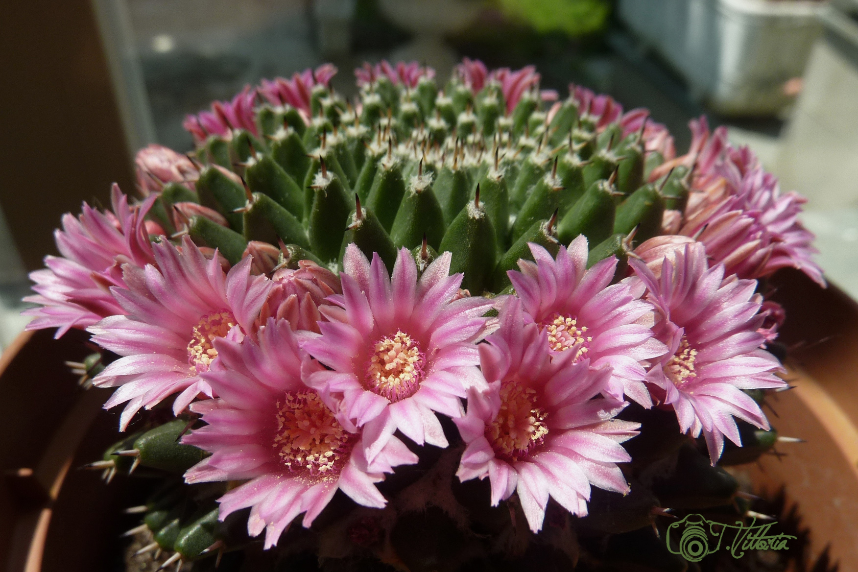 I fiori di un piccolo mondo