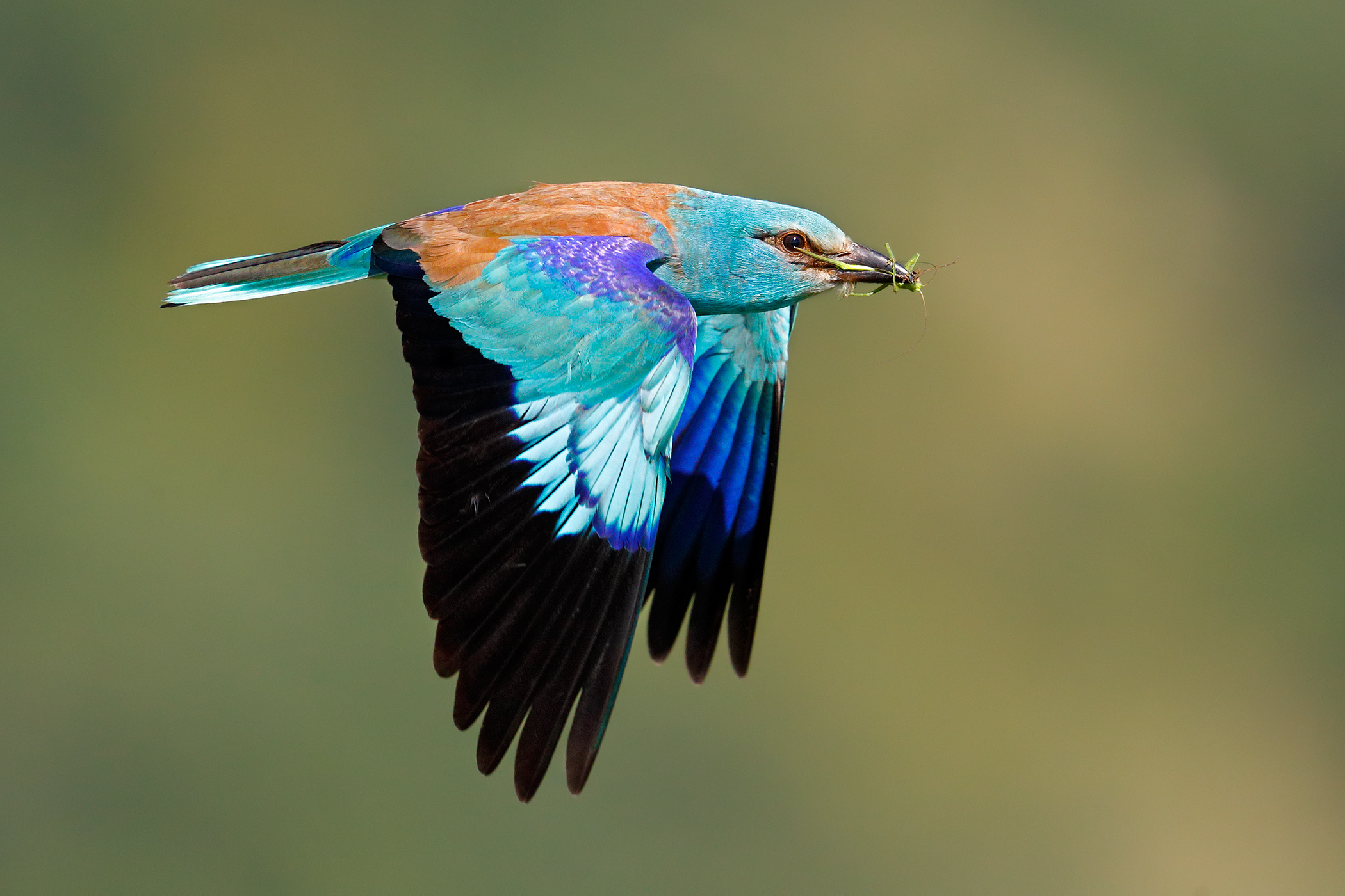 Un dono per la sua compagna - Ghiandaia marina