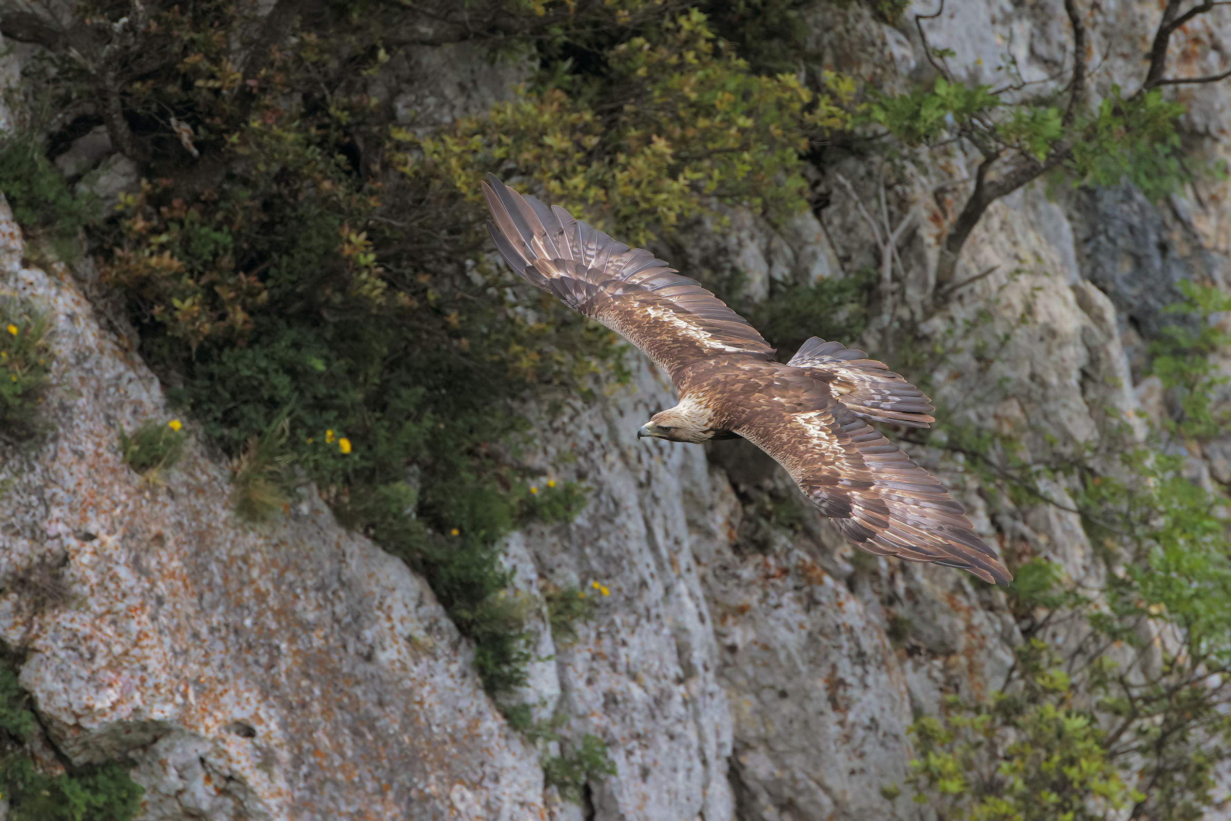 Royal Eagle in Environment
