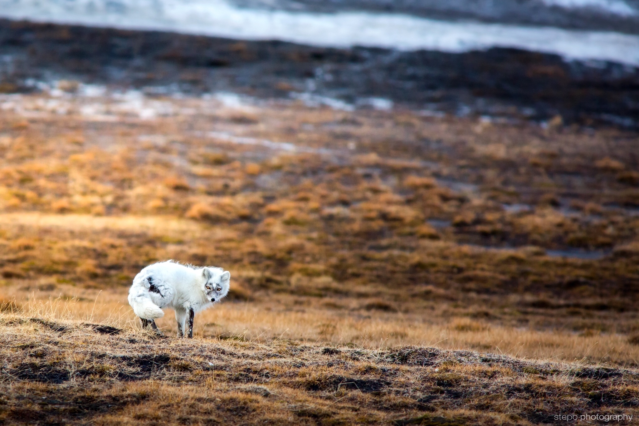 Arctic Fox
