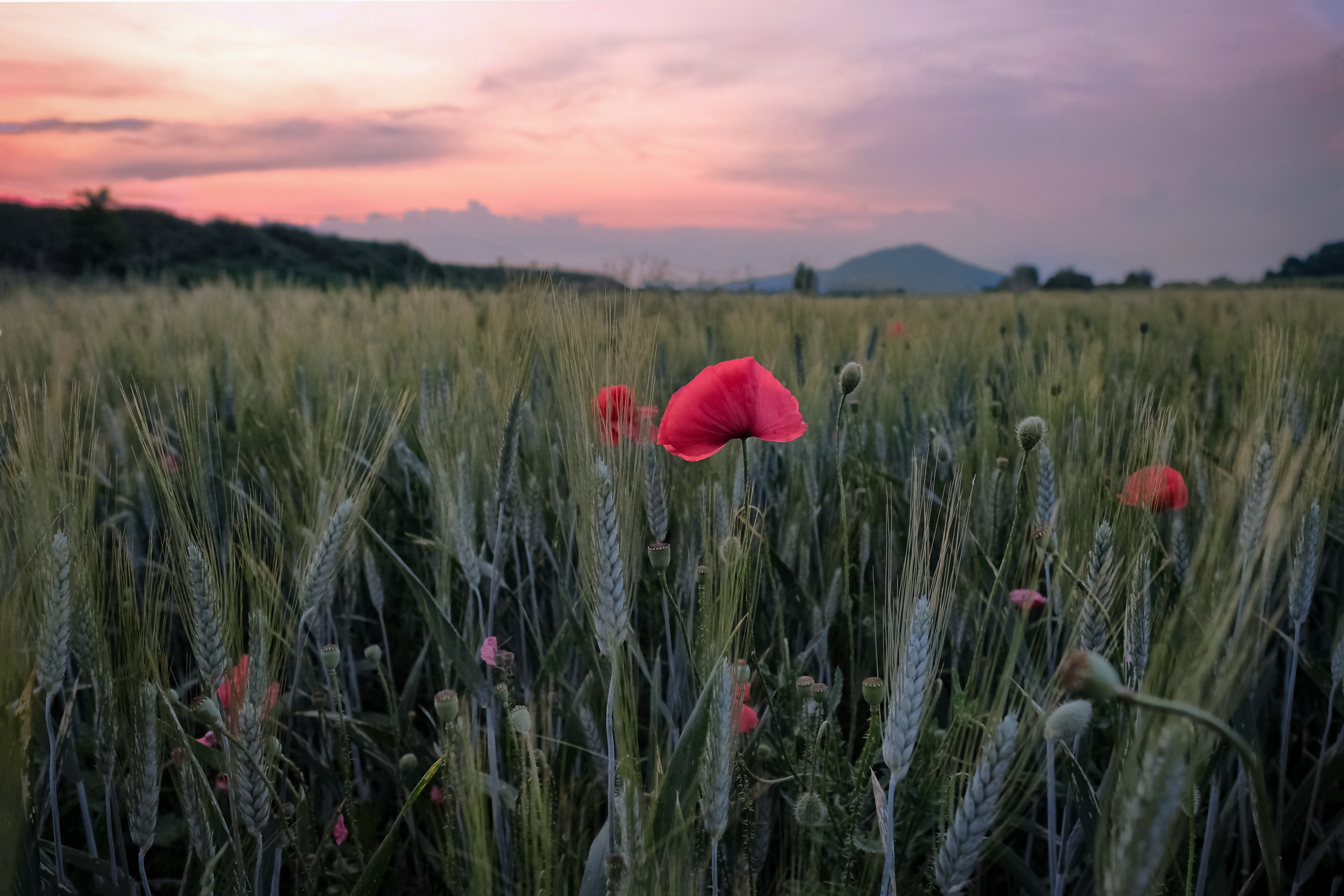 Papaveri e spighe