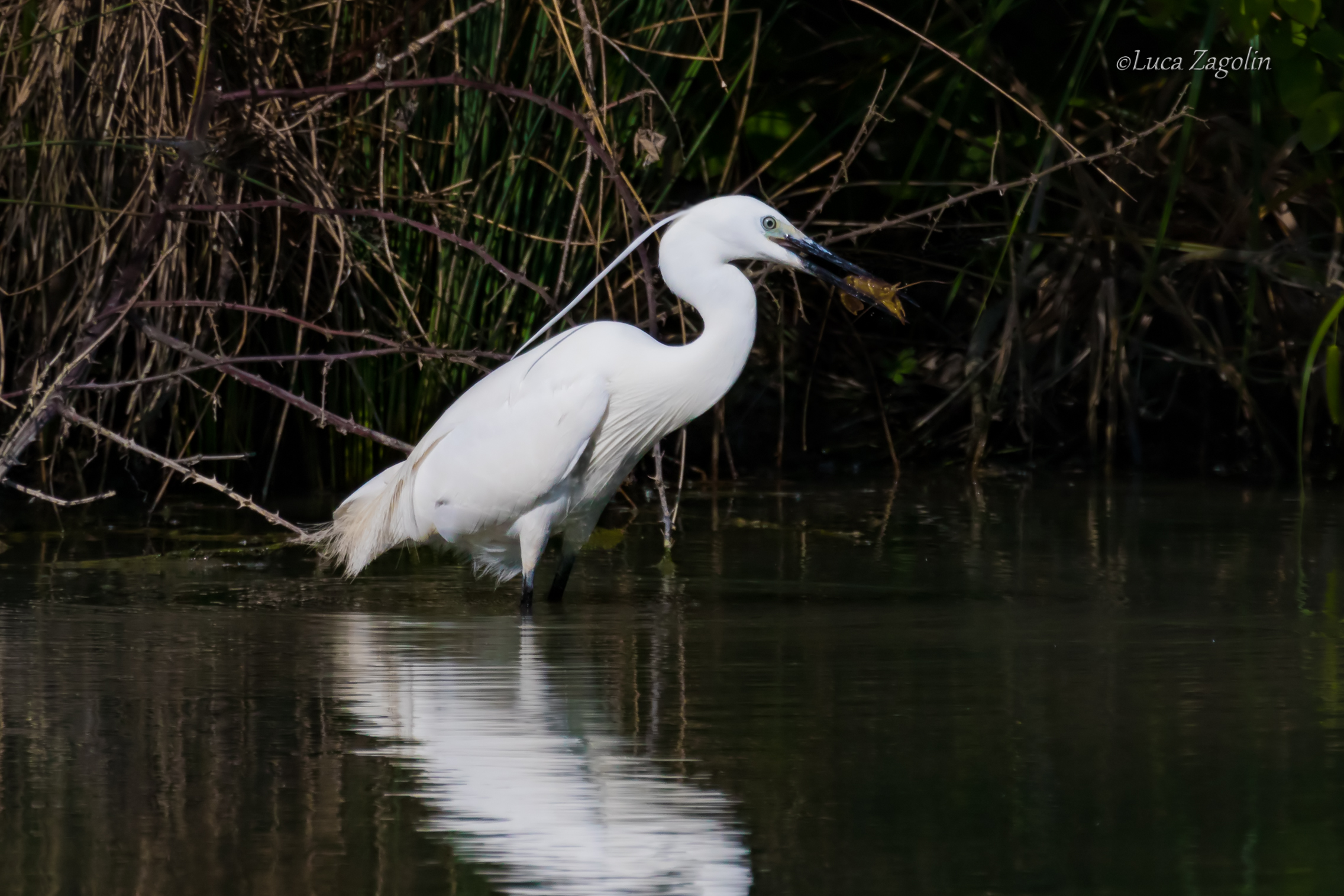 La garzetta fa merenda