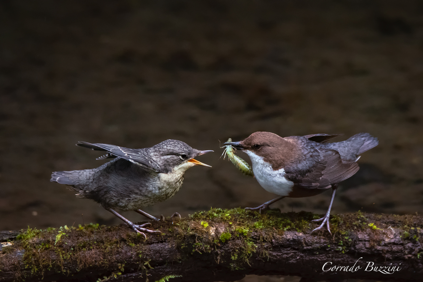 Merlo acquaiolo cibo fresco