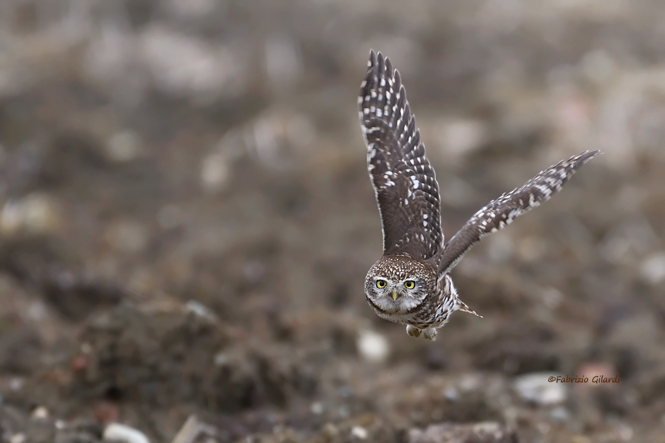 Athene Noctua (Owl)