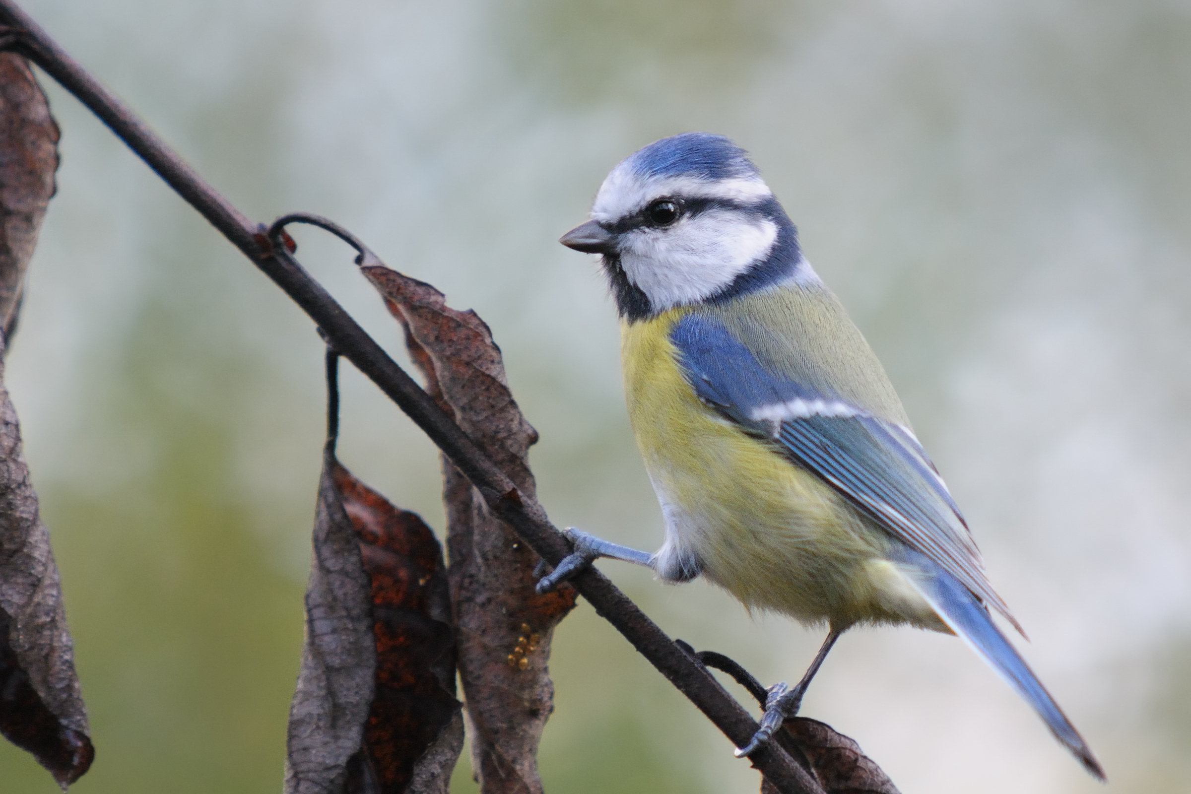 The beautiful blue tit